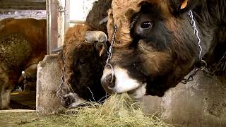 Les éleveurs de quotHAUTEquot la vache Aubrac égérie du salon de lagriculture 2018 témoignent sur SOBAC [upl. by Daphene]