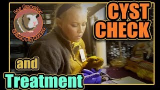 Close Look at a Guinea Pig Cyst and Cyst Treatment [upl. by Schoenfelder]