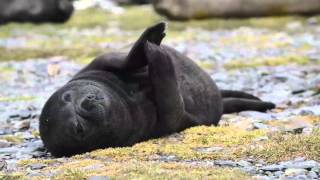 Baby elephant seal clapping hands Grytviken [upl. by Clari]