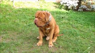 Dogue De Bordeaux French Mastiff Playing funny Babu [upl. by Alludba]