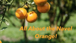 All About the Navel Orange  The FruitGuys [upl. by Mazurek]