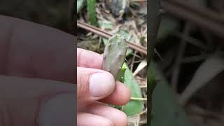 Easy Cactus Grafting for Beginners  Quick amp Successful Method garden grafting gardening graft [upl. by Hafler599]