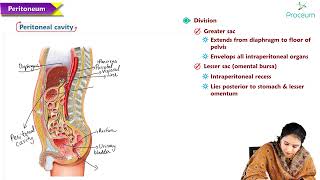 6  Peritoneum and retroperitoneum  Anatomy MBBS Lectures [upl. by Dorlisa]