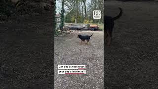 Owner Finds Rottweilers Barking at Balloon [upl. by Ayortal]