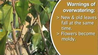 Signs of Over Watering Plants [upl. by Yroger]