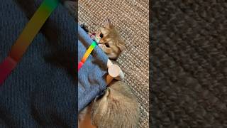 Rainbow ribbon 🎀 catfunny catvideos catlover [upl. by Artemisa]