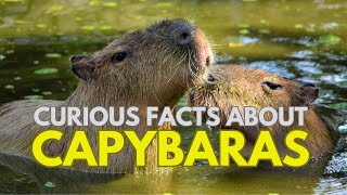 Fascinating Capybara Facts  Discover the Worlds Largest Rodent [upl. by Roxi]