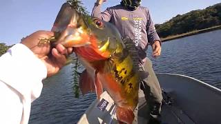 Drop Shot Peacock Bass 48cm Using Grenti Strike Soft Bait Brudu [upl. by Baiss921]