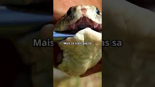 🐍 Le Cobra  Maître des Serpents 🐍 serpent animaux documentaire [upl. by Aihtnic]