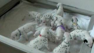 Dalmatian Puppies Eleven of Them 90 shy of 101 Dalmatians [upl. by Hamehseer]