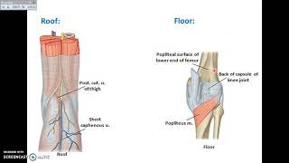 Back of Thigh and Popliteal Fossa  Dr Ahed Farid [upl. by Ahsiuqram]