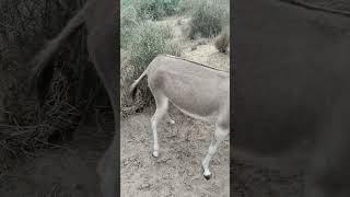 enjoy and enjoy donkeys short likesharesubscribe plz [upl. by Smiley]