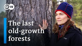 Can Lapland’s primeval forests be saved  DW Documentary [upl. by Anora]