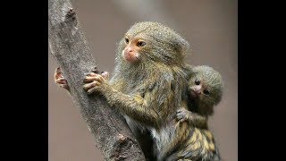 Pygmy Marmosets in the Wild [upl. by Glaudia]