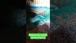 Weymouth sealife centre part 4 relaxing meditationmusic nature turtle [upl. by Rosanne532]