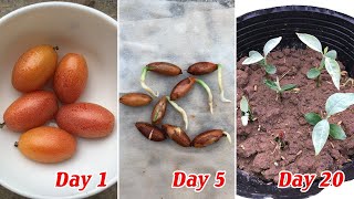 Tips to grow Elaeagnus latifolia from seeds germinate easily and quickly [upl. by Orpheus]