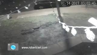 Coyotes Killed our familys cat Watch the Surveillance footage [upl. by Ritz]