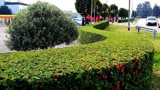 PYRACANTHA COCCINEA  USE AND MAINTENANCE [upl. by Horodko707]