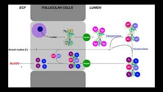 Thyroid Hormones  Biosynthesis amp Pharmacology [upl. by Nelia]