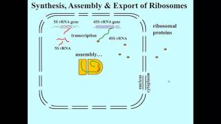 rRNA ribosome assembly and export [upl. by Winifield]