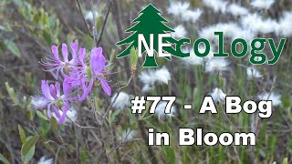 NEcology 77  A Bog in Bloom [upl. by Kcirrag]