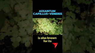 Adiantum capillusVenetiavitamins protein and is really good for health vitamin proteinpowder [upl. by Annwahs]