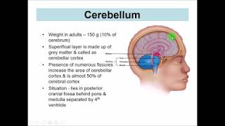 Anatomy of the CEREBELLUM  Revision in 10 minutes  Dr Yusuf [upl. by Hashum254]