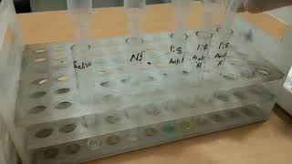 Adsorption inhibition test saliva test for secretory status [upl. by Ettenirt]