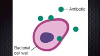 quotHow do penicillins kill bacteriaquot By Alyssa Rainey [upl. by Itnahsa]