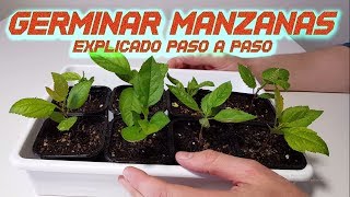 Germinar Manzanas Rápido  Sembrar y Cultivar Manzana  Germinar semillas de Manzana  Huerto [upl. by Sands]