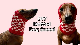 Lets knit a dog snood for my mini dachshund [upl. by Adnawad]