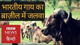 How Indian Cows are changing Fortunes in Brazil BBC Hindi [upl. by Atikam]