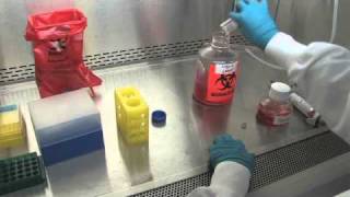 Thawing and Plating Cryopreserved Hepatocytes  Video Demonstration [upl. by Aniretake]