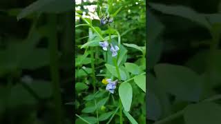 زهرة عشب بازلاء السياج lat Vicia sepium من جنس البازلاء من عائلة البقوليات Fabaceae [upl. by Byran]