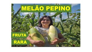 O INCRÍVEL SUCO DE PEPINO para EMAGRECER e Saúde USE ASSIM Benefícios e Dicas [upl. by Elahcar455]