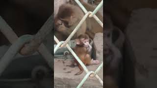 Zoo and Monkeys family  Aj bchon ne Zoo mein khoob enjoy kia 150924  MKMalik Vlogs [upl. by Niai]