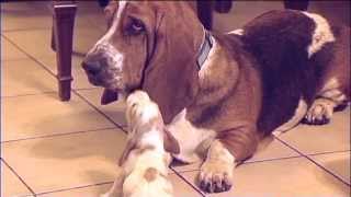 Basset Hound Babies Meet Daddy Way Too Cute [upl. by Anua326]