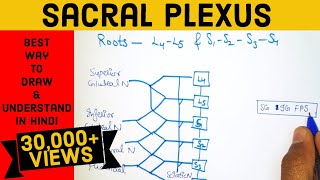 HOW TO DRAW AND LEARN SACRAL PLEXUS  BRANCHES  ANATOMY  Sacral plexus kaise banaye Hindi [upl. by Ludewig]