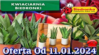 𝐁𝐈𝐄𝐃𝐑𝐎𝐍𝐊𝐀 🐞 Kwiaciarnia Biedronki Nowa Oferta Od 11012024  Kwiatowe Inspiracje Biedronki [upl. by Maclay294]