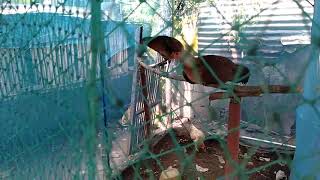 PHILIPPINE TEXAS CHICKEN COOP KULUNGAN NG MANOK PANABONG  with Texas chicken [upl. by Naara]