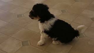 Havanese Puppies For Sale [upl. by Pettiford]