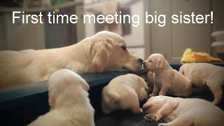 19 day old golden retriever puppies meet their older siblings for the first time The Sweets Litter [upl. by Eytak]