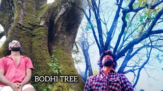 Bodhi Tree 🌺All know the way but very few actually walk it Buddha  Happy life [upl. by Oiludbo416]