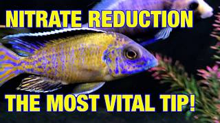 Nitrate Reduction  The Most Vital Tip [upl. by Trudy]