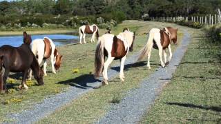 Chincoteague Wild Ponies Northern Herd Assateague Island Virginia [upl. by Aluino]