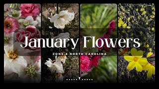 January Flowers zone 8 North Carolina [upl. by Eelidnarb161]