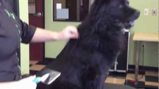 How to Brush your dog and remove mats  Designer Paws Salon [upl. by Atsirak]