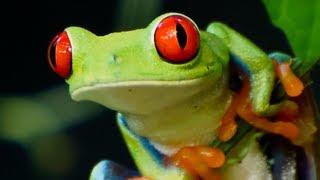 Red Eyed Tree Frog 02 Time Lapse Speed x2 [upl. by Assenahs]