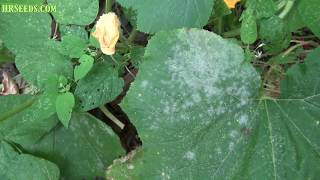 Powdery mildew vs Downy mildew  Podosphaera xanthii  How to tell the difference and treatment [upl. by Bocoj]