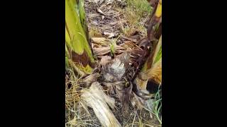 Fusarium Wilt PANAMA DISEASES cured by BIALEXIN [upl. by Caryn]